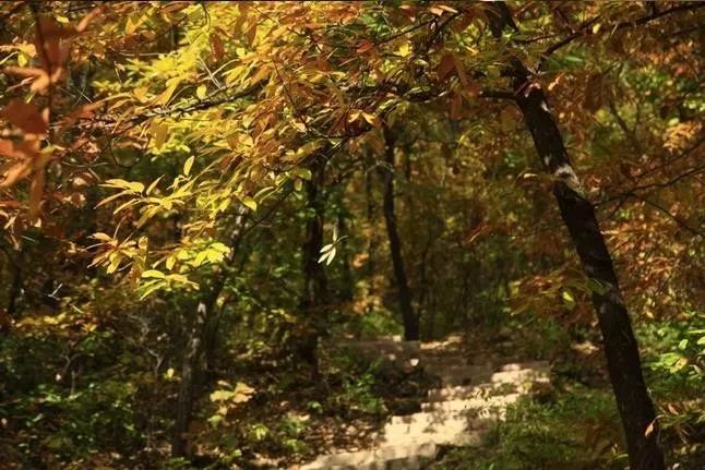 來(lái)大楊山國(guó)家森林公園邂逅真正的秋天