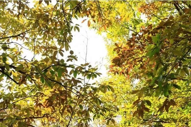 來(lái)大楊山國(guó)家森林公園邂逅真正的秋天