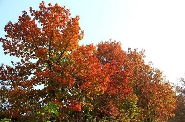 來(lái)大楊山國(guó)家森林公園邂逅真正的秋天