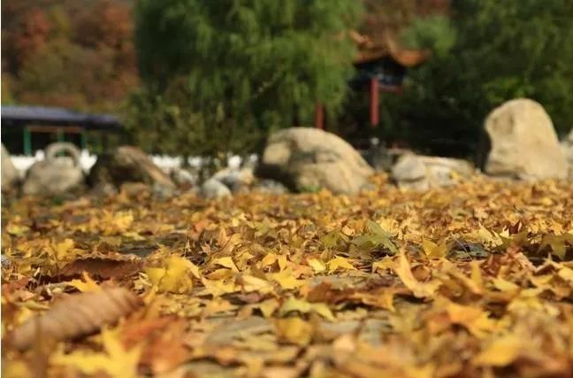 來(lái)大楊山國(guó)家森林公園邂逅真正的秋天