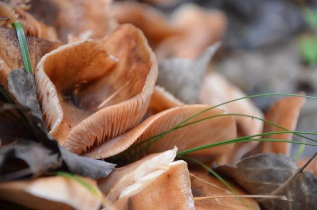 山西龐泉溝森林保護(hù)公園秋意濃濃