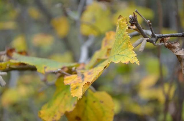 山西龐泉溝森林保護(hù)公園秋意濃濃