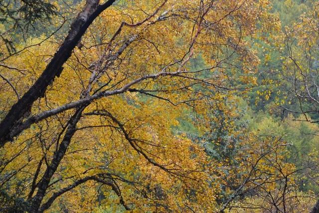 山西龐泉溝森林保護(hù)公園秋意濃濃