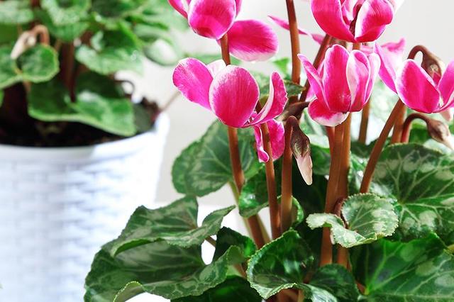 年宵花卉中縮短仙客來種植技術