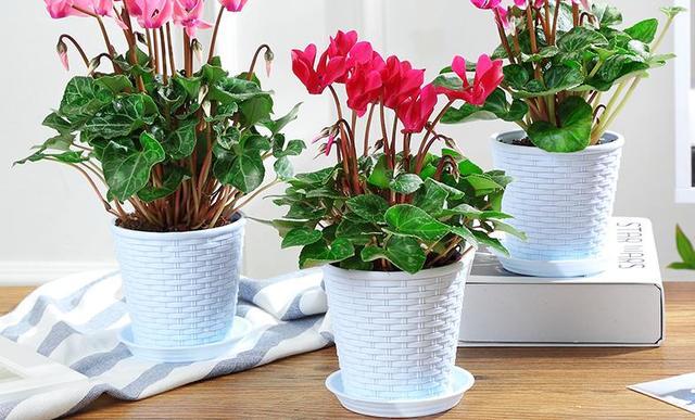 年宵花卉中縮短仙客來種植技術