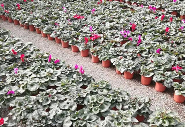 年宵花卉中縮短仙客來種植技術