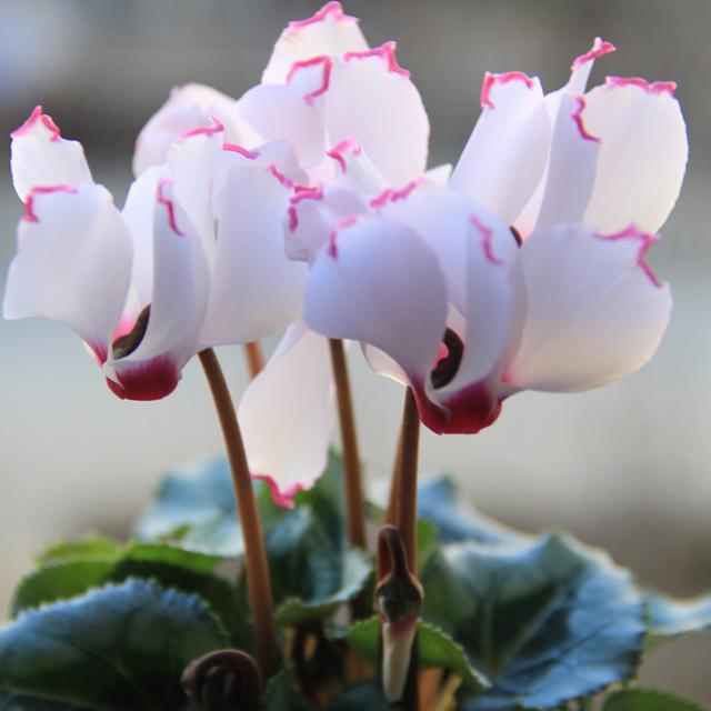 年宵花卉中縮短仙客來種植技術