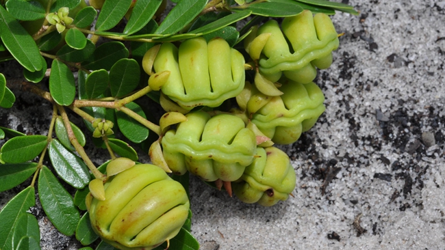 為搶救世界瀕危植物物種建起千年種子圣殿