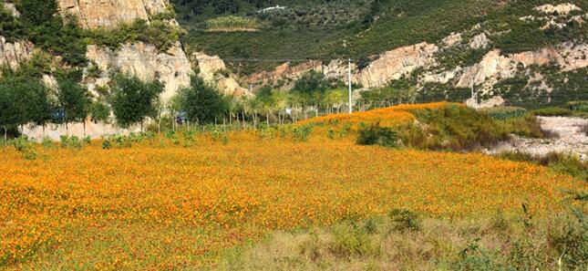 海港區(qū)北部片區(qū)美麗鄉(xiāng)村環(huán)境綜合提升工程