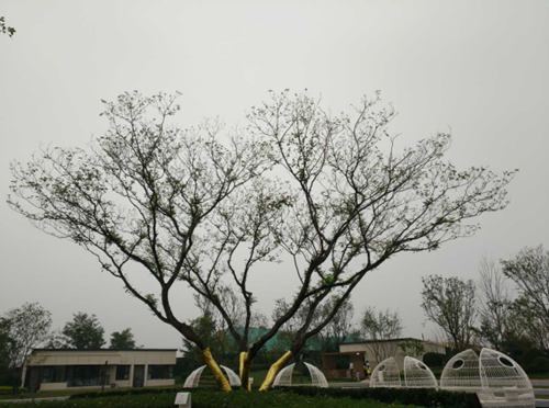 園冶杯專業獎：濟南萬科龍湖城市之光施工