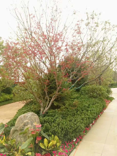 園冶杯專業獎：濟南萬科龍湖城市之光施工