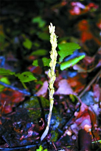 北京發現野生蘭花新物種 命名為北京無喙蘭
