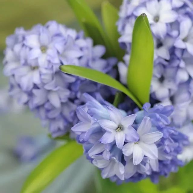 這些花卉將在深秋初冬開放