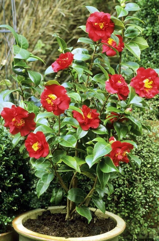 這些花卉將在深秋初冬開放