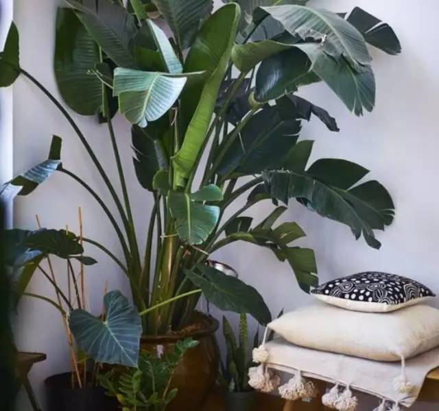 植物也看氣質，哪種花卉更適合你的家？