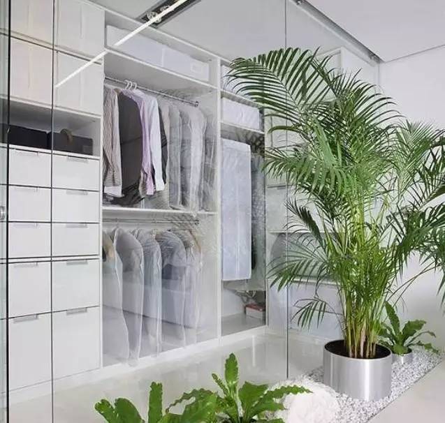 植物也看氣質，哪種花卉更適合你的家？