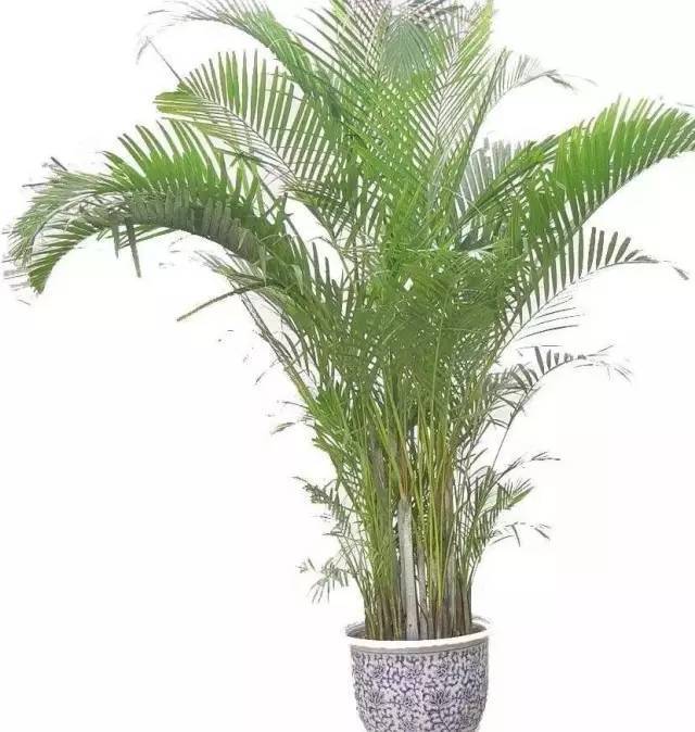 植物也看氣質，哪種花卉更適合你的家？