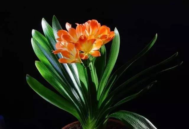 植物也看氣質，哪種花卉更適合你的家？