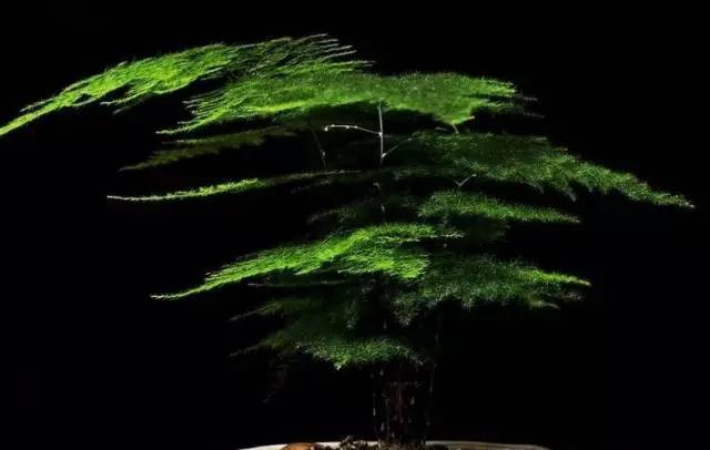 植物也看氣質，哪種花卉更適合你的家？