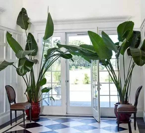 植物也看氣質，哪種花卉更適合你的家？