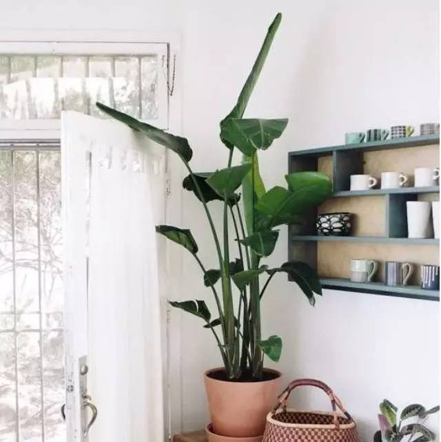 植物也看氣質，哪種花卉更適合你的家？