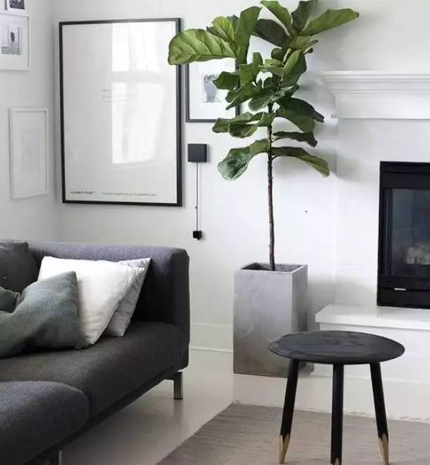 植物也看氣質，哪種花卉更適合你的家？