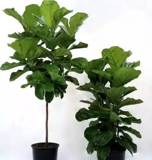 植物也看氣質，哪種花卉更適合你的家？