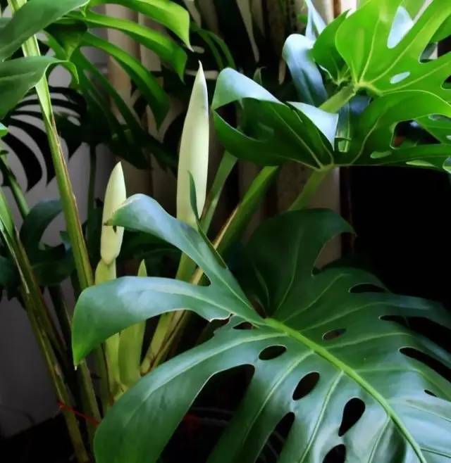 植物也看氣質，哪種花卉更適合你的家？