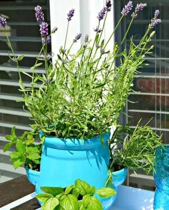 植物也看氣質，哪種花卉更適合你的家？