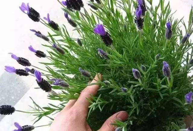 植物也看氣質，哪種花卉更適合你的家？