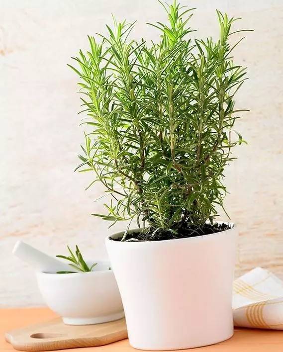 植物也看氣質，哪種花卉更適合你的家？