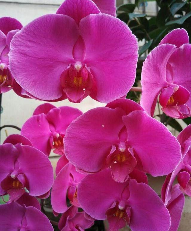 這幾種盆栽花卉天氣越冷花開的越漂亮