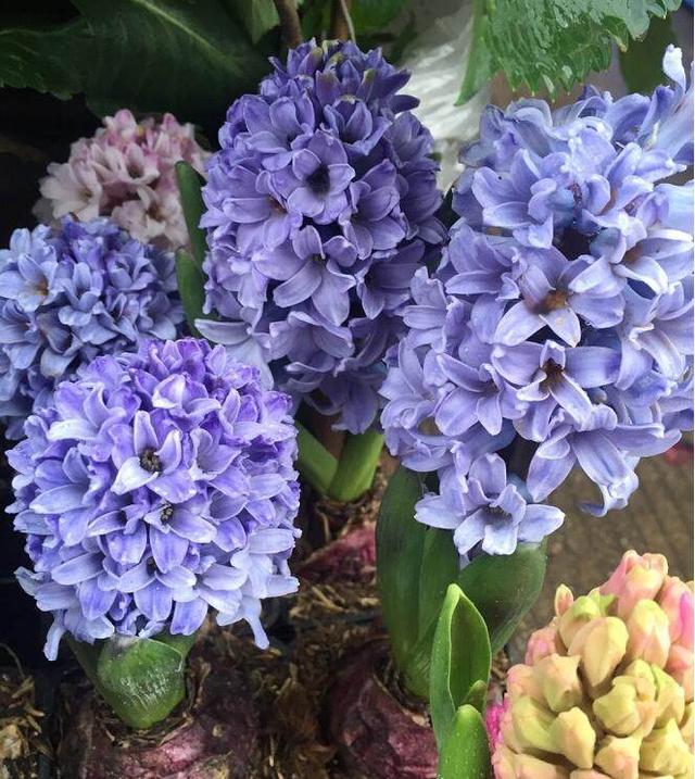 這幾種盆栽花卉天氣越冷花開的越漂亮