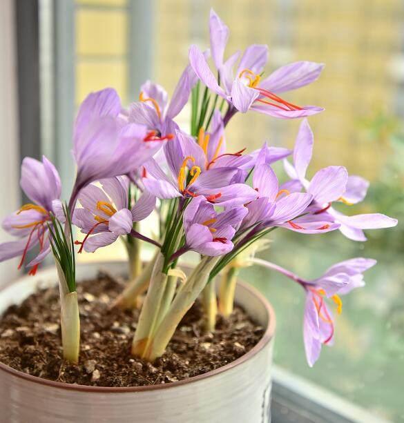 這幾種盆栽花卉天氣越冷花開的越漂亮