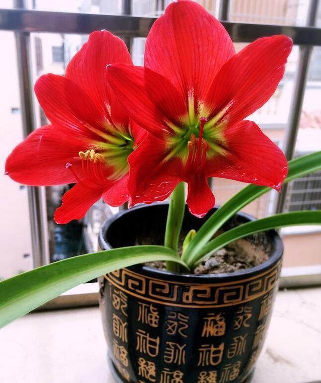 這幾種盆栽花卉天氣越冷花開的越漂亮