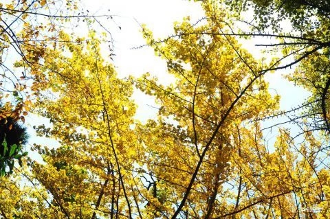 太清宮銀杏古樹披秋裝 一抹金黃惹人醉