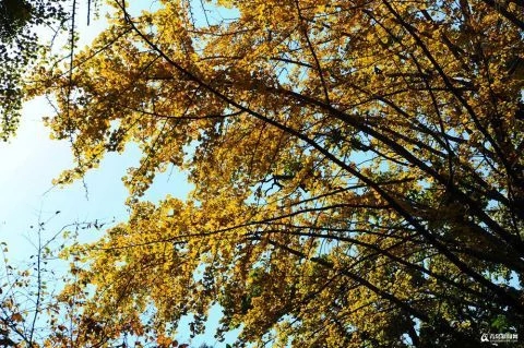 太清宮銀杏古樹披秋裝 一抹金黃惹人醉