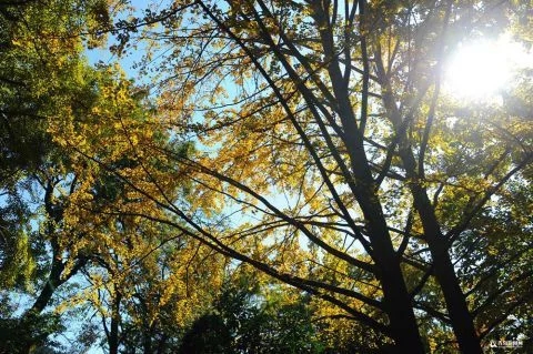 太清宮銀杏古樹披秋裝 一抹金黃惹人醉