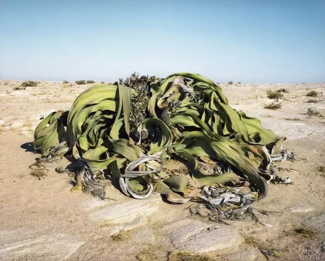 可能植物活得久了都會(huì)變得奇怪的樣子