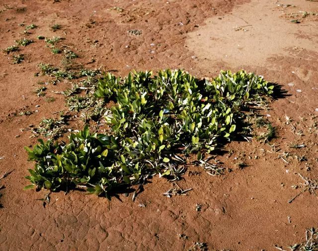 可能植物活得久了都會(huì)變得奇怪的樣子