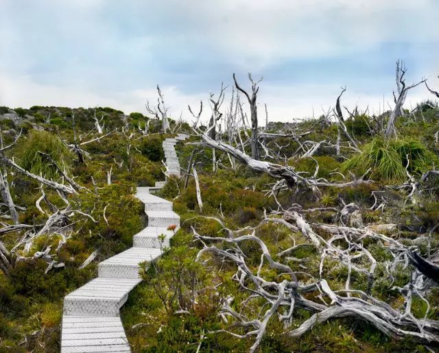 可能植物活得久了都會(huì)變得奇怪的樣子