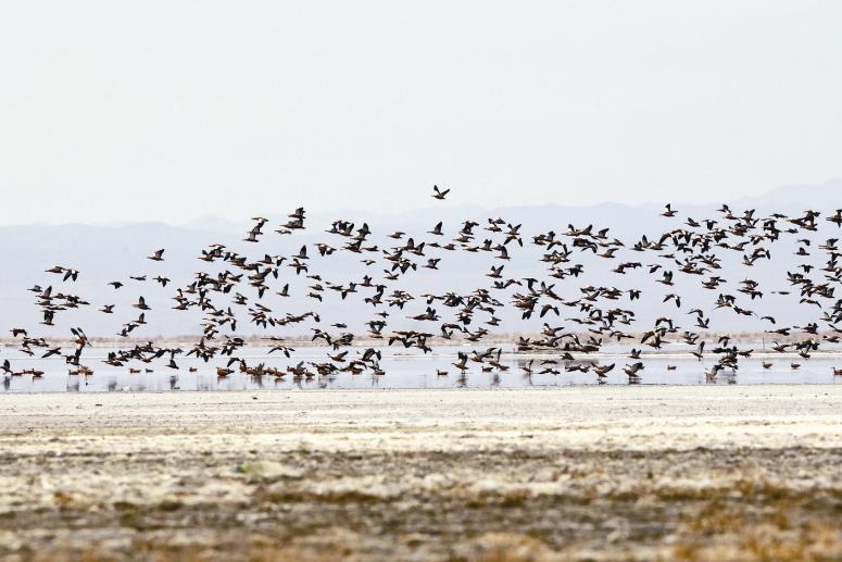 大批鳥(niǎo)類(lèi)棲息巴里坤濕地