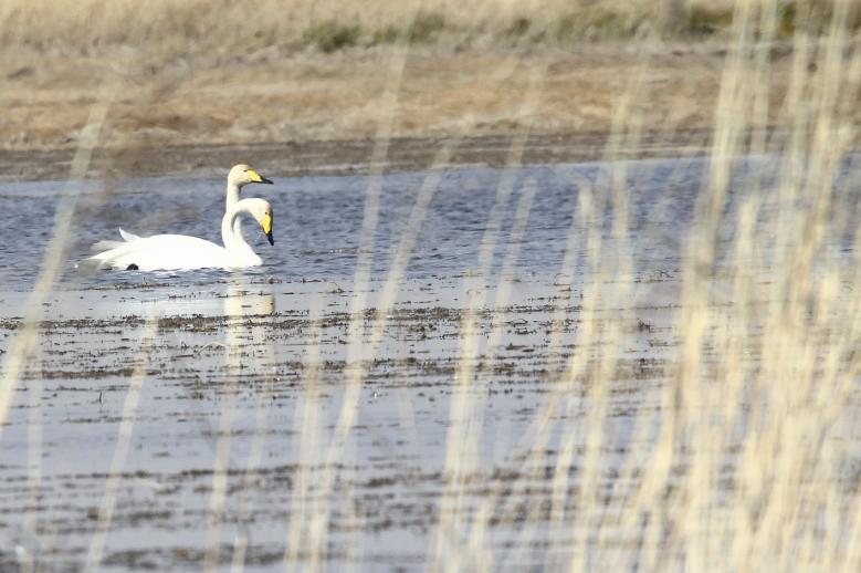 大批鳥(niǎo)類(lèi)棲息巴里坤濕地