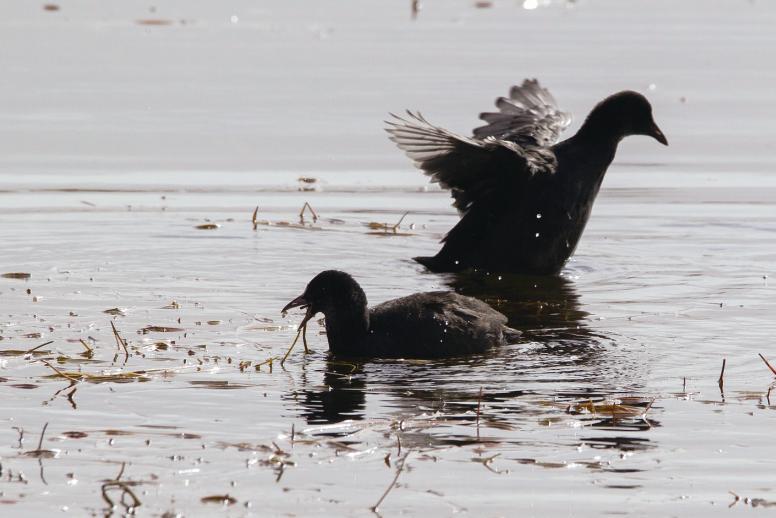 大批鳥(niǎo)類(lèi)棲息巴里坤濕地