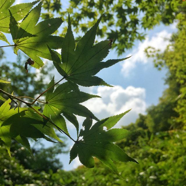 日本園林設(shè)計(jì)每一處都可申請(qǐng)世界文化遺產(chǎn)