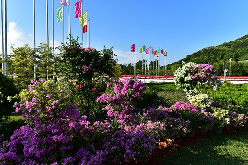 園冶杯專業獎：四橋一隧綠化重建提升工程