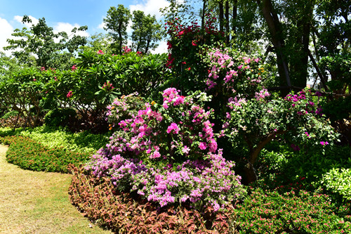 園冶杯專業獎：四橋一隧綠化重建提升工程