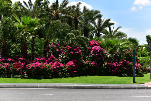 園冶杯專業獎：四橋一隧綠化重建提升工程