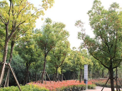 園冶杯專業(yè)獎(jiǎng):2015年小游園建設(shè)工程A標(biāo)段