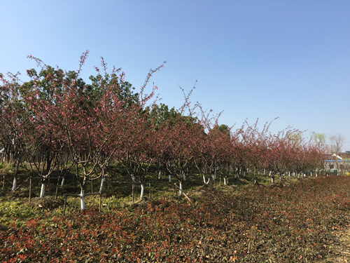 園冶杯專業獎:中環快速路景觀綠化工程二標段